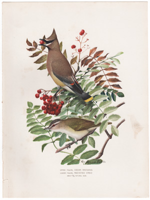 CEDAR WAXWING RED-EYED VIREO